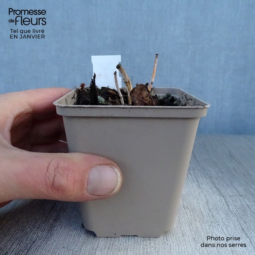 Sedum Sunsparkler Dazzleberry Vasetto da 8/9 cm esemplare consegnato in inverno