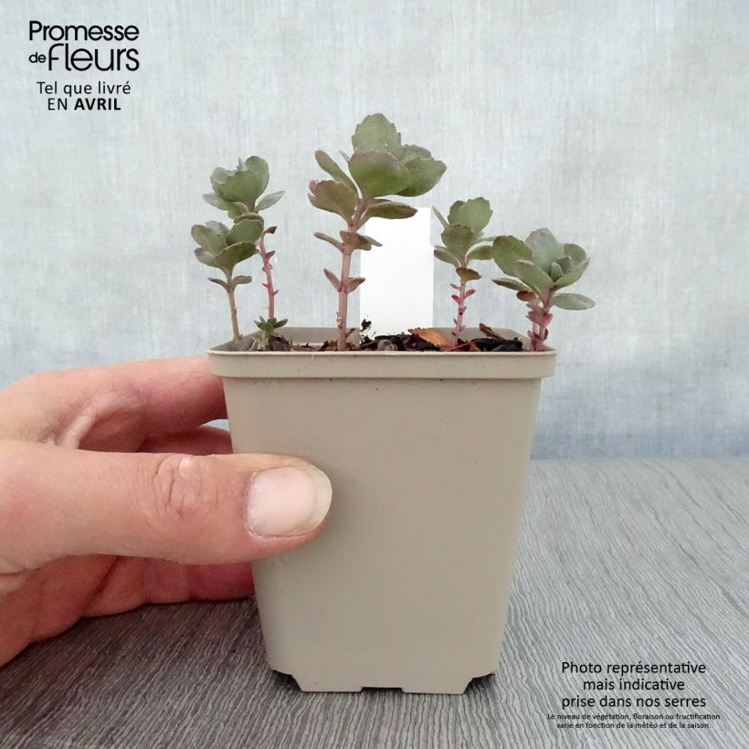 Sedum Sunsparkler Dazzleberry Vasetto da 8/9 cm esemplare consegnato in primavera