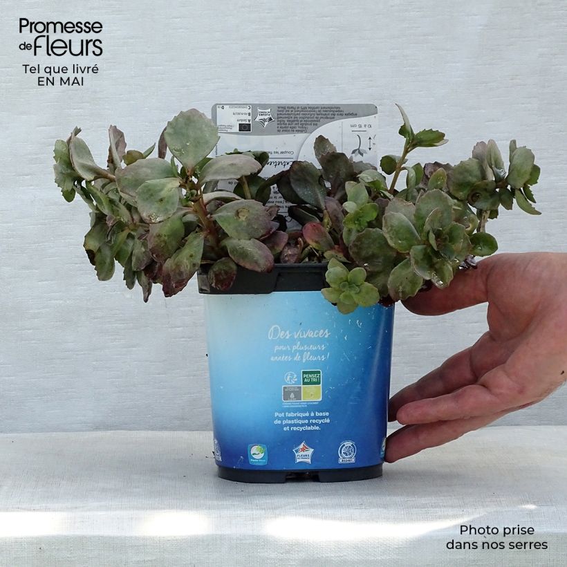 Sedum Sunsparkler Dazzleberry Vaso da 2L/3L esemplare consegnato in primavera