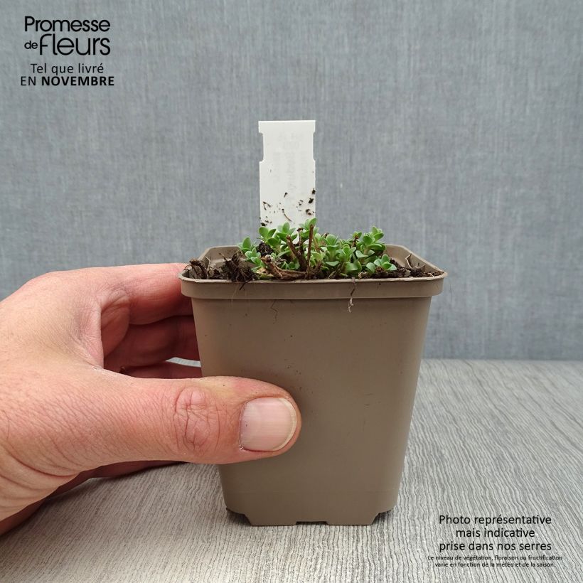 Esemplare di Sedum Sunsparkler Firecracker Vasetto da 8/9 cm come consegnato in autunno