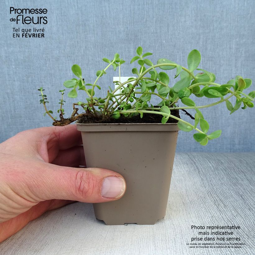 Sedum Sunsparkler Firecracker Vasetto da 8/9 cm esemplare consegnato in inverno