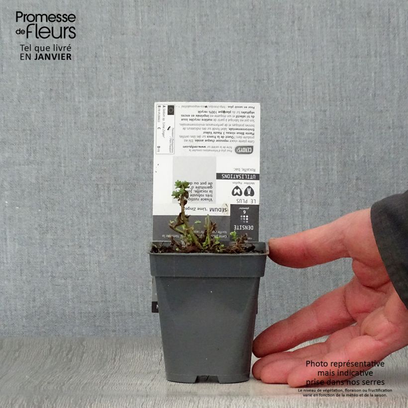 Sedum Sunsparkler Lime Zinger Vasetto da 8/9 cm esemplare consegnato in inverno