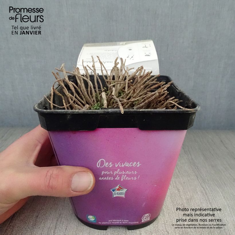 Sedum Sunsparkler Lime Zinger Vaso da 2L/3L esemplare consegnato in inverno