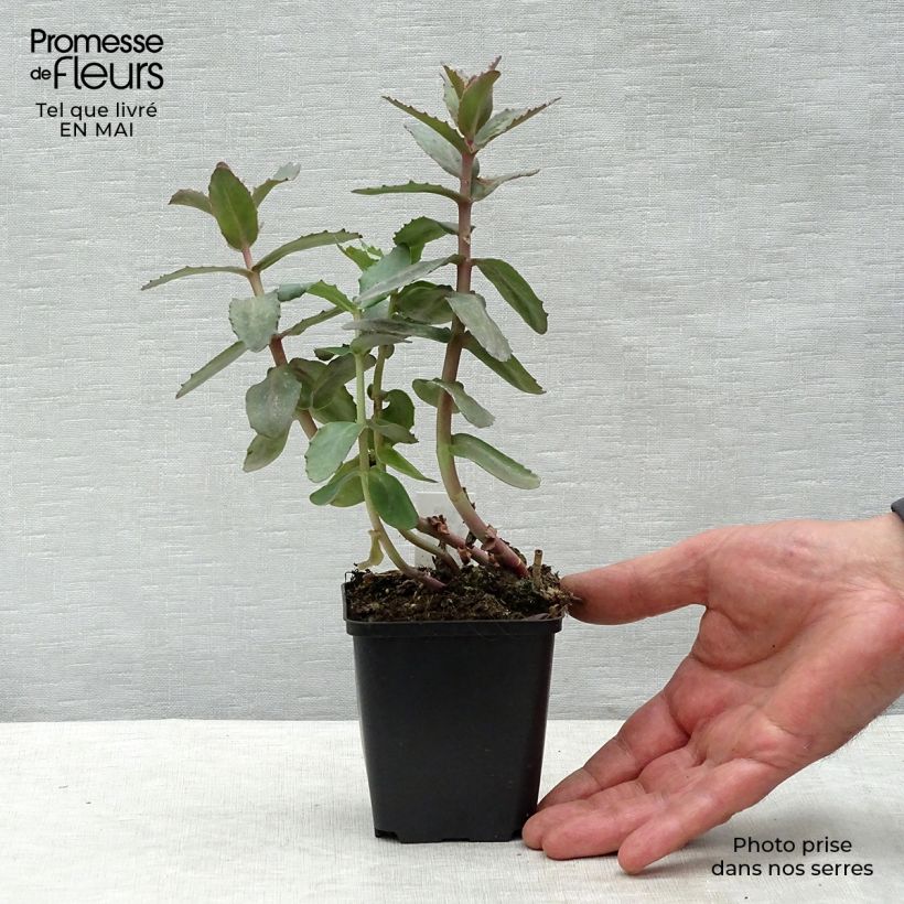 Sedum spectabile Twinkling Star - Borracina Vasetto da 8/9 cm esemplare consegnato in primavera