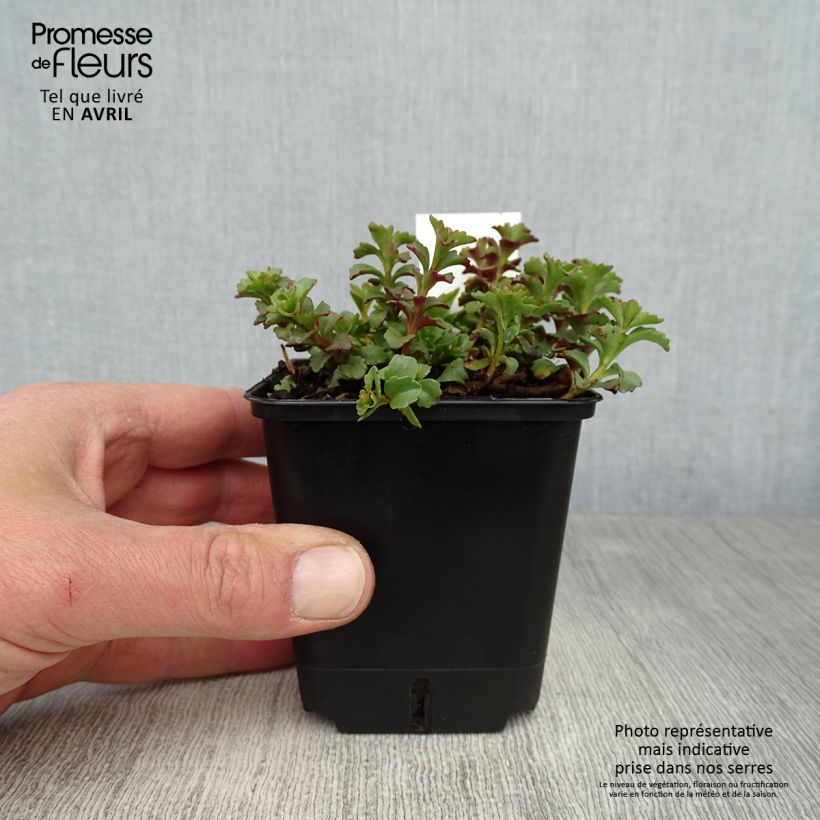 Sedum kamtschaticum var. floriferum Weihenstephaner Gold Vasetto da 8/9 cm esemplare consegnato in primavera