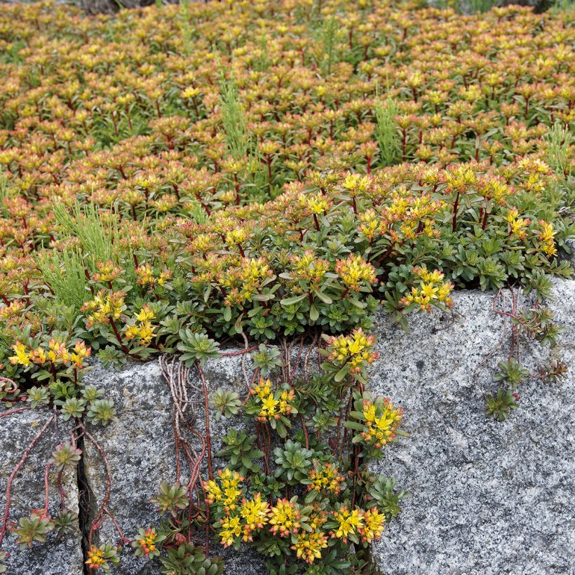 Sedum kamtschaticum var. floriferum Weihenstephaner Gold (Porto)