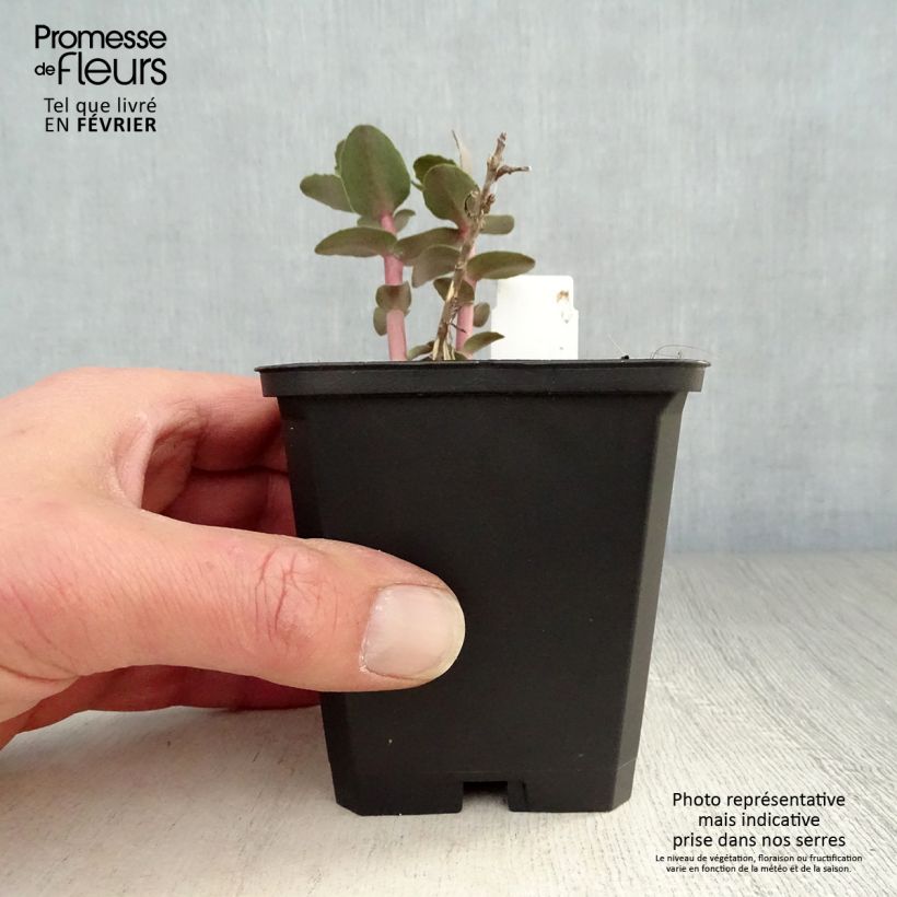 Sedum spectabile Yellow Xenox - Borracina Vasetto da 8/9 cm esemplare consegnato in inverno