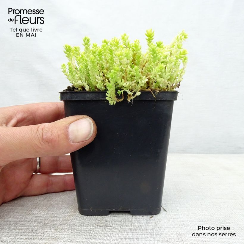 Sedum acre Yellow Queen - Borracina acre Vasetto da 8/9 cm esemplare consegnato in primavera