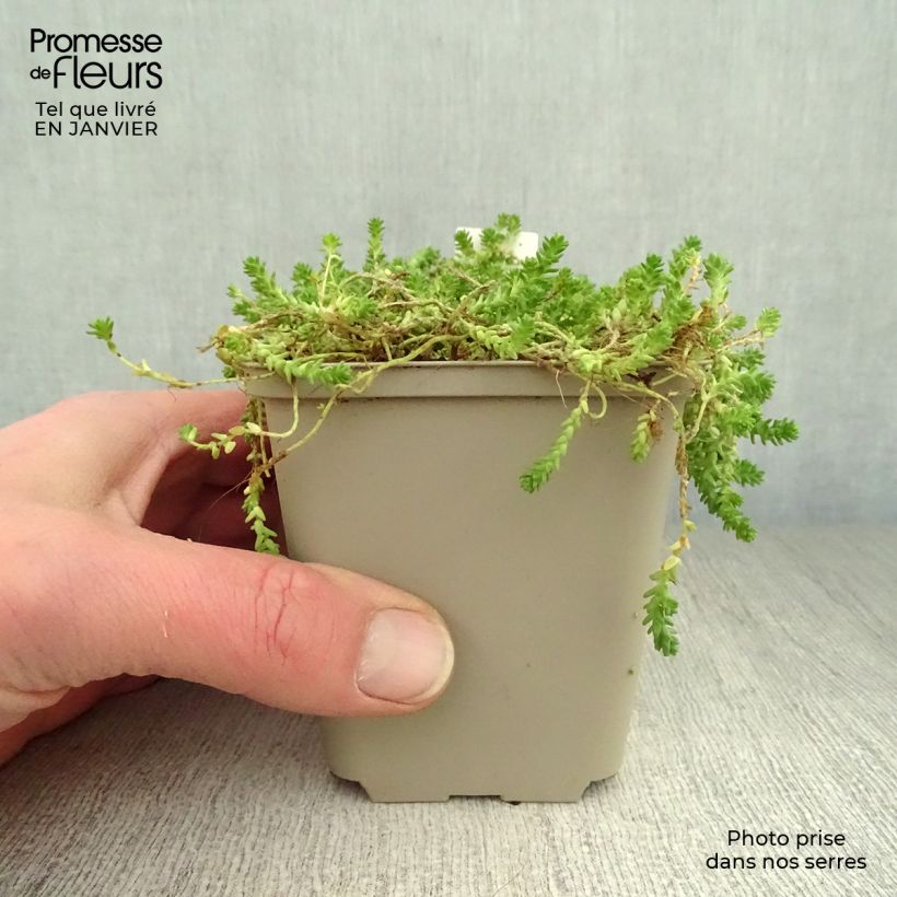 Sedum acre Yellow Queen - Borracina acre Vasetto da 8/9 cm esemplare consegnato in inverno