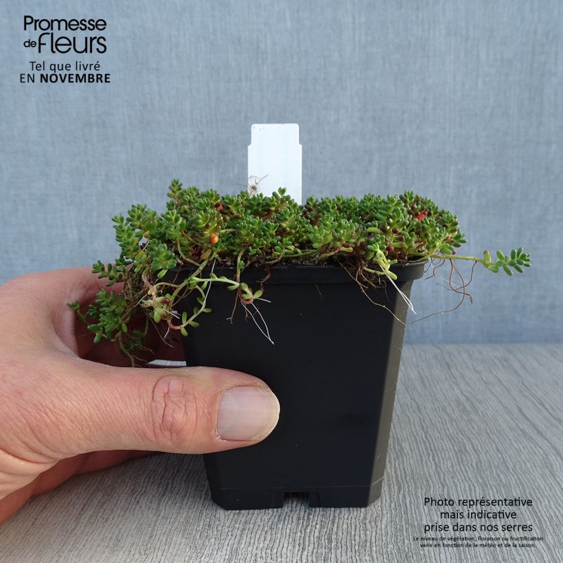 Esemplare di Sedum album Coral Carpet - Borracina bianca Vasetto da 8/9 cm come consegnato in autunno