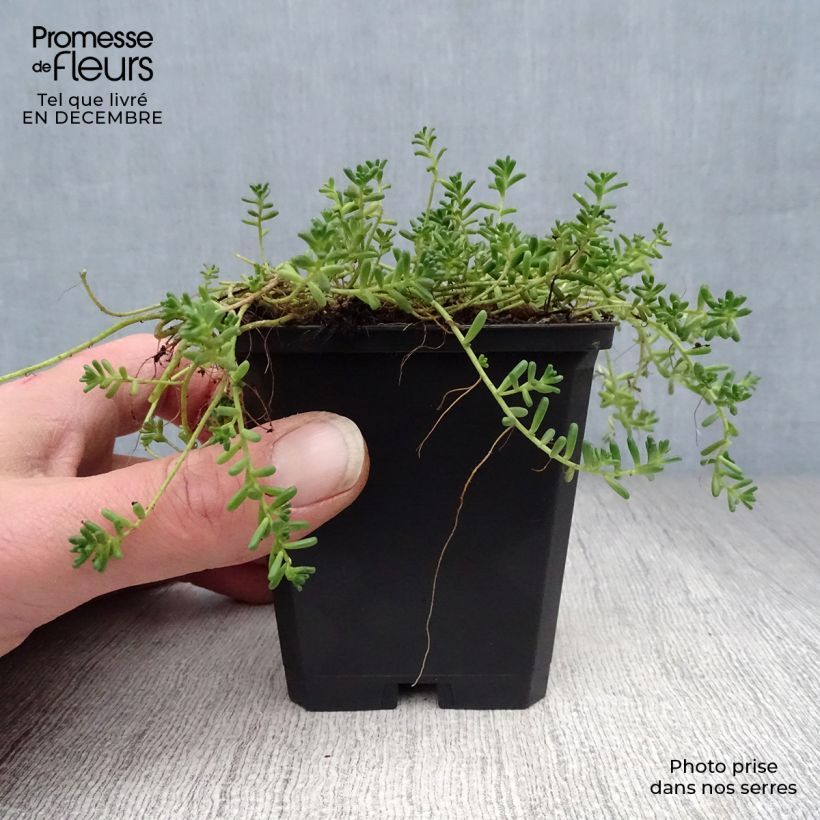 Sedum album Coral Carpet - Borracina bianca Vasetto da 8/9 cm esemplare consegnato in inverno