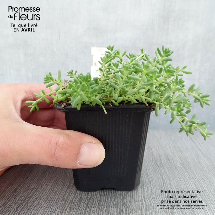 Sedum album var. murale - Borracina bianca Vasetto da 8/9 cm esemplare consegnato in primavera