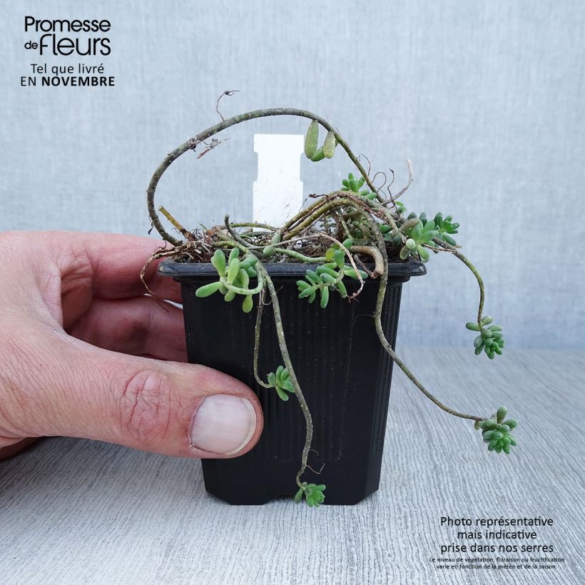 Esemplare di Sedum album var. murale - Borracina bianca Vasetto da 8/9 cm come consegnato in autunno
