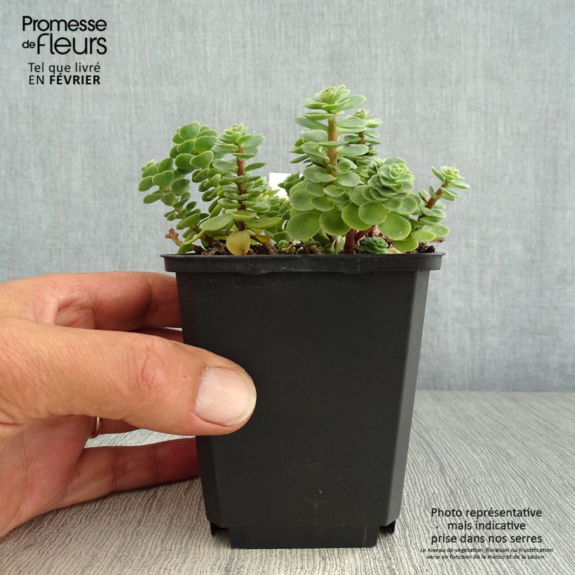 Esemplare di Sedum anacampseros - Borracina anacampsero Vasetto da 8/9 cm come consegnato in autunno