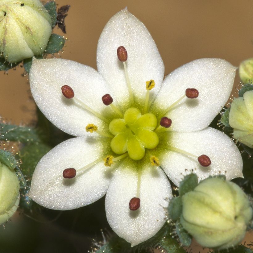 Sedum dasyphyllum - Borracina cinerea (Fioritura)