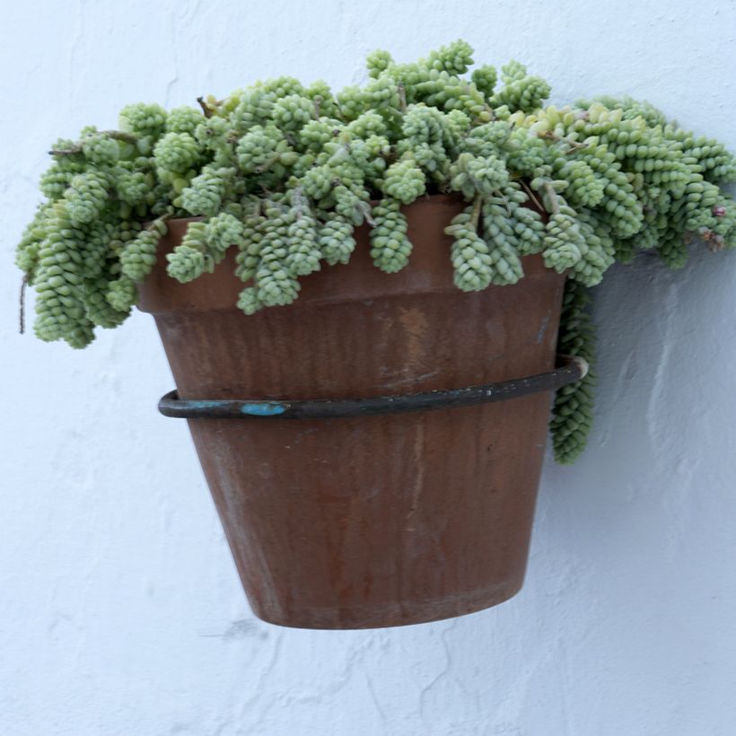 Sedum dasyphyllum - Borracina cinerea (Porto)