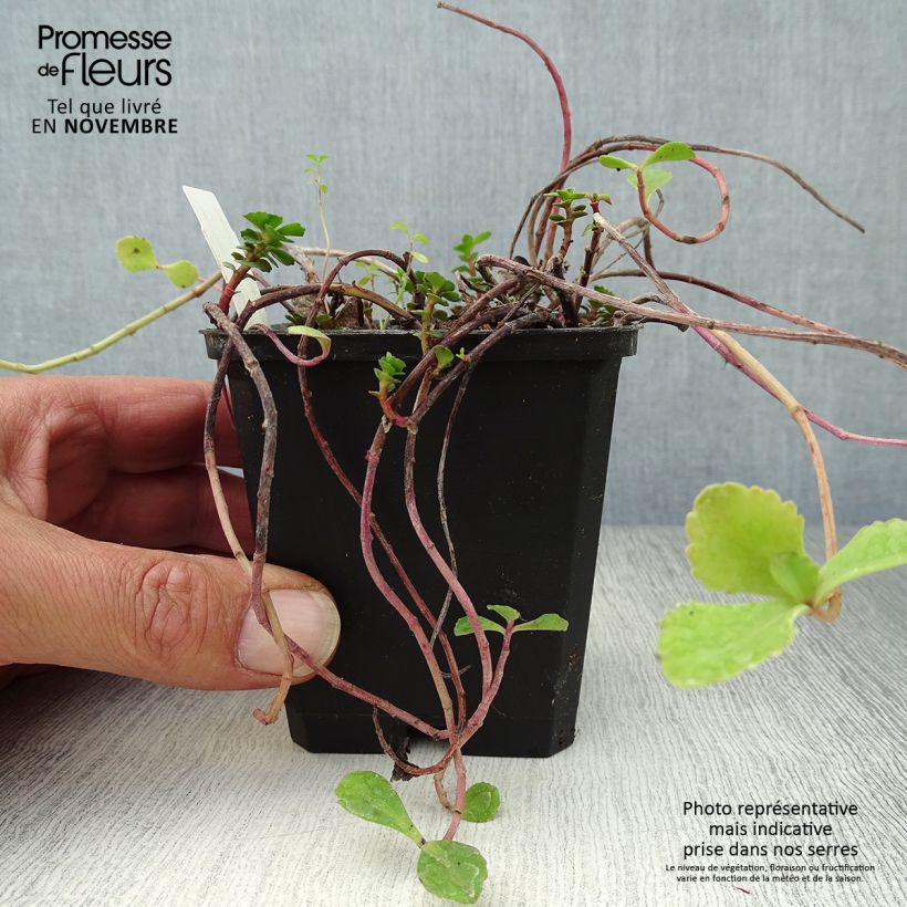 Esemplare di Sedum kamtchaticum Vasetto da 8/9 cm come consegnato in autunno