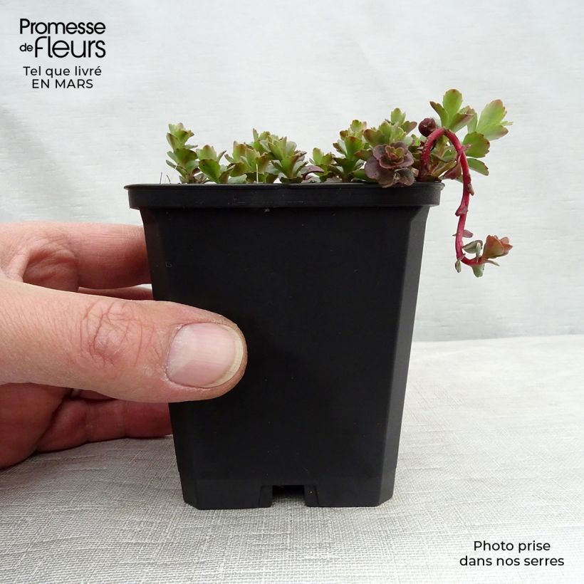 Sedum kamtchaticum Vasetto da 8/9 cm esemplare consegnato in inverno