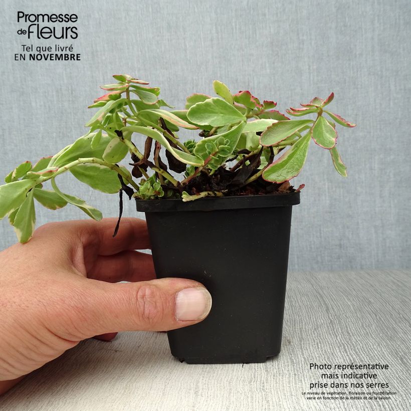Esemplare di Sedum kamtchaticum Variegatum Vasetto da 8/9 cm come consegnato in autunno