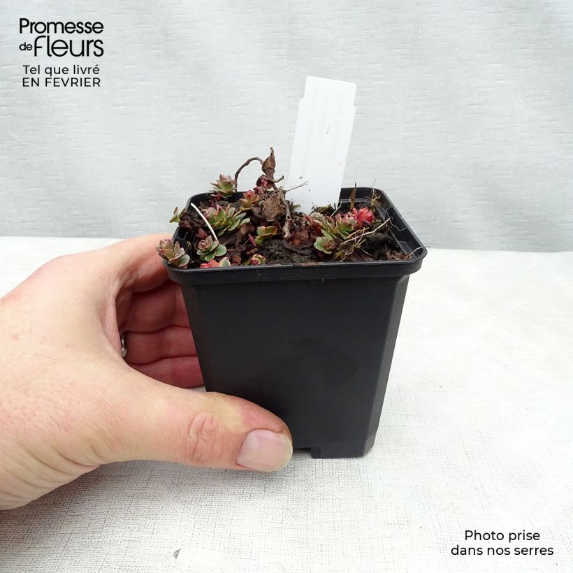 Sedum kamtchaticum Variegatum Vasetto da 8/9 cm esemplare consegnato in inverno