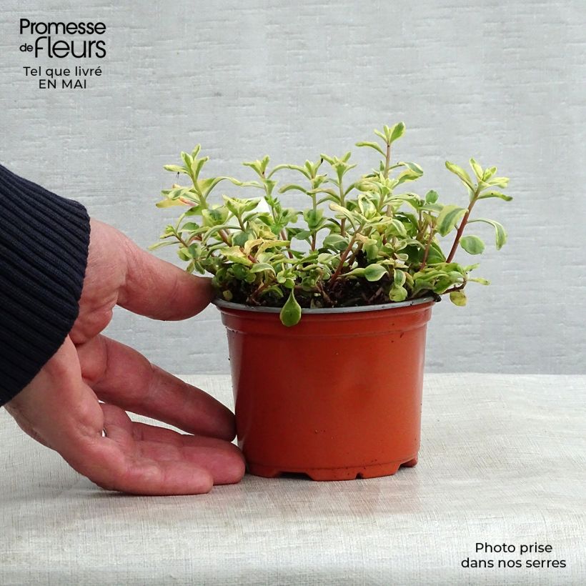 Sedum kamtchaticum Variegatum Vasetto da 8/9 cm esemplare consegnato in primavera