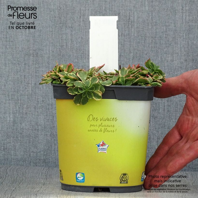 Esemplare di Sedum kamtchaticum Variegatum Vaso da 2L/3L come consegnato in autunno