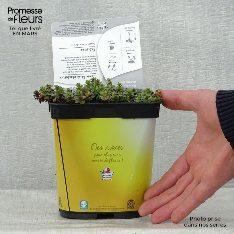 Sedum kamtchaticum Variegatum Vaso da 2L/3L esemplare consegnato in primavera