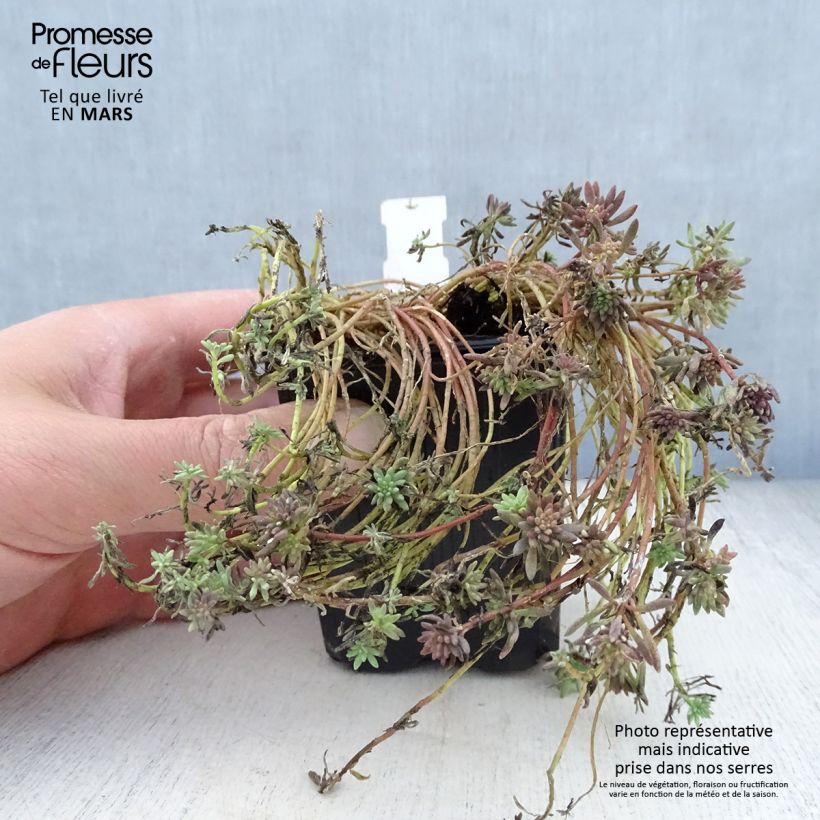 Sedum lydium Glaucum Vasetto da 8/9 cm esemplare consegnato in primavera