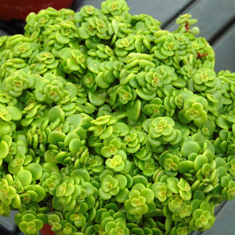 Sedum makinoi Lime (Fogliame)