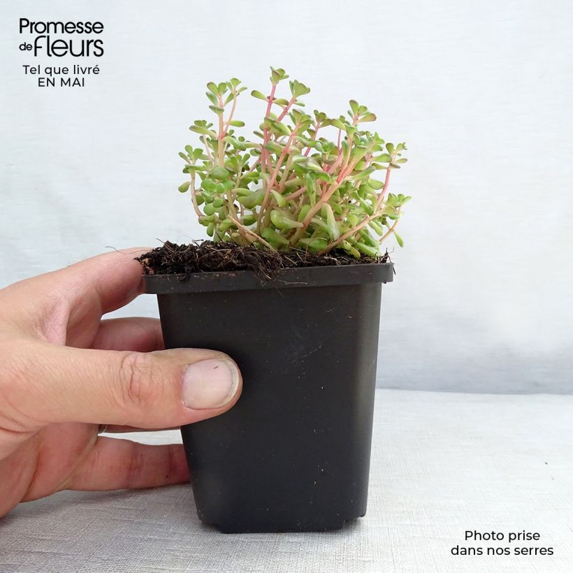 Sedum oreganum Vasetto da 8/9 cm esemplare consegnato in primavera