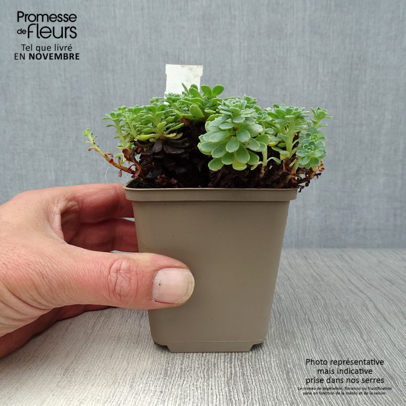 Esemplare di Sedum pachyclados Vasetto da 8/9 cm come consegnato in autunno