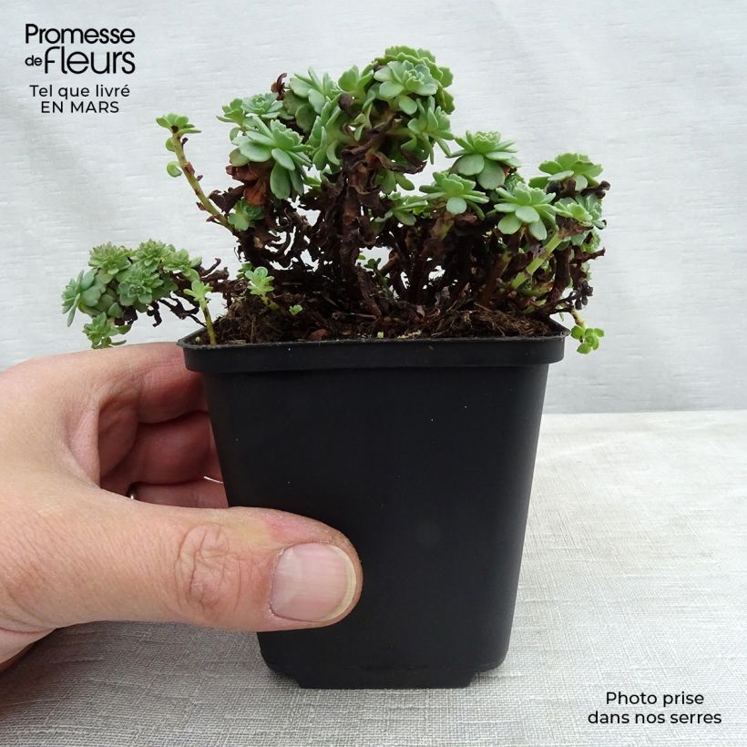 Sedum pachyclados Vasetto da 8/9 cm esemplare consegnato in inverno