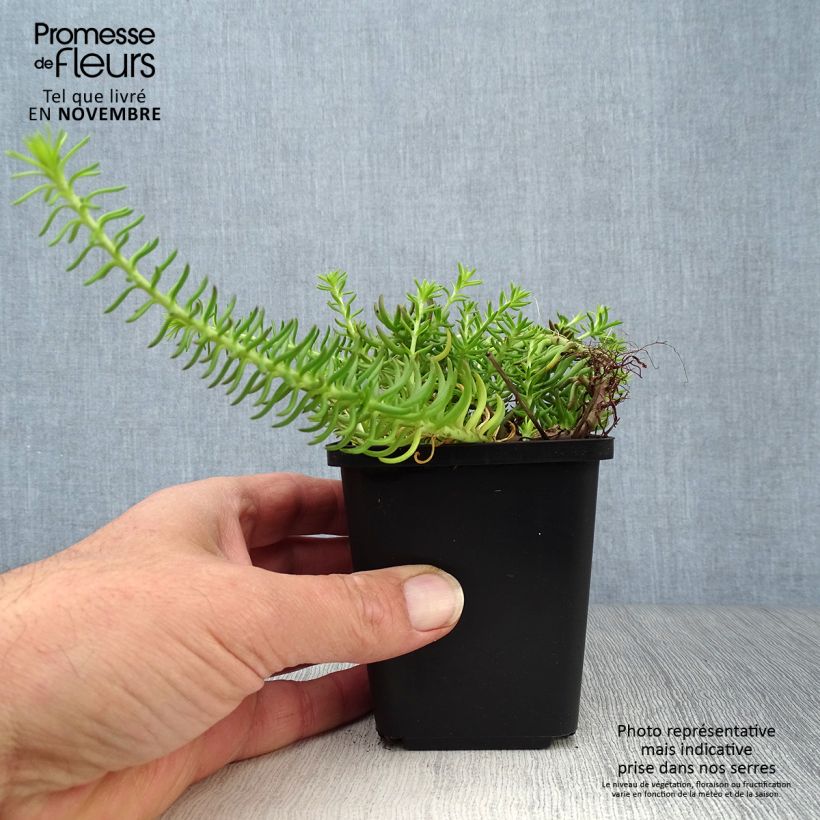 Esemplare di Sedum reflexum Angelina - Borracina rupestre Vasetto da 8/9 cm come consegnato in autunno