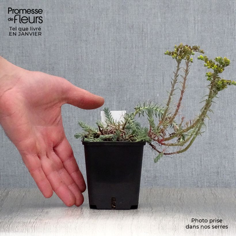 Sedum reflexum Blue Spruce - Borracina rupestre Vasetto da 8/9 cm esemplare consegnato in inverno