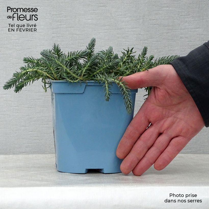 Sedum reflexum Blue Spruce - Borracina rupestre Vaso da 2L/3L esemplare consegnato in inverno
