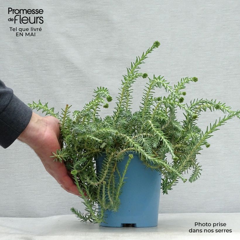 Sedum reflexum Blue Spruce - Borracina rupestre Vaso da 2L/3L esemplare consegnato in primavera