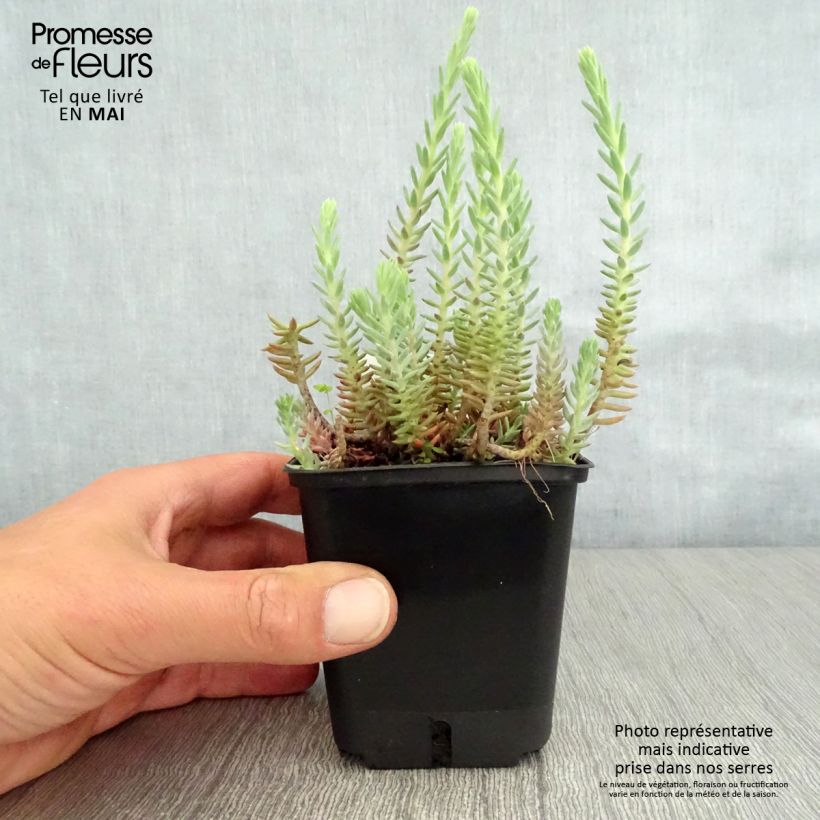 Sedum reflexum - Borracina rupestre Vasetto da 8/9 cm esemplare consegnato in primavera