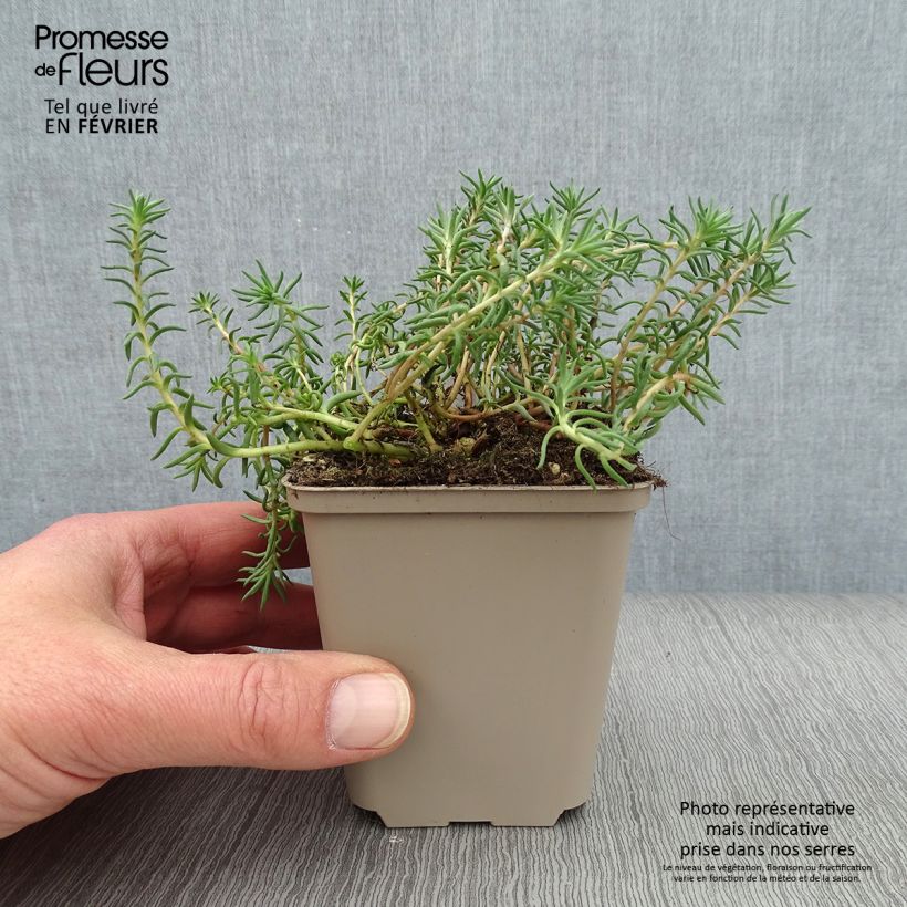 Sedum reflexum - Borracina rupestre Vasetto da 8/9 cm esemplare consegnato in inverno