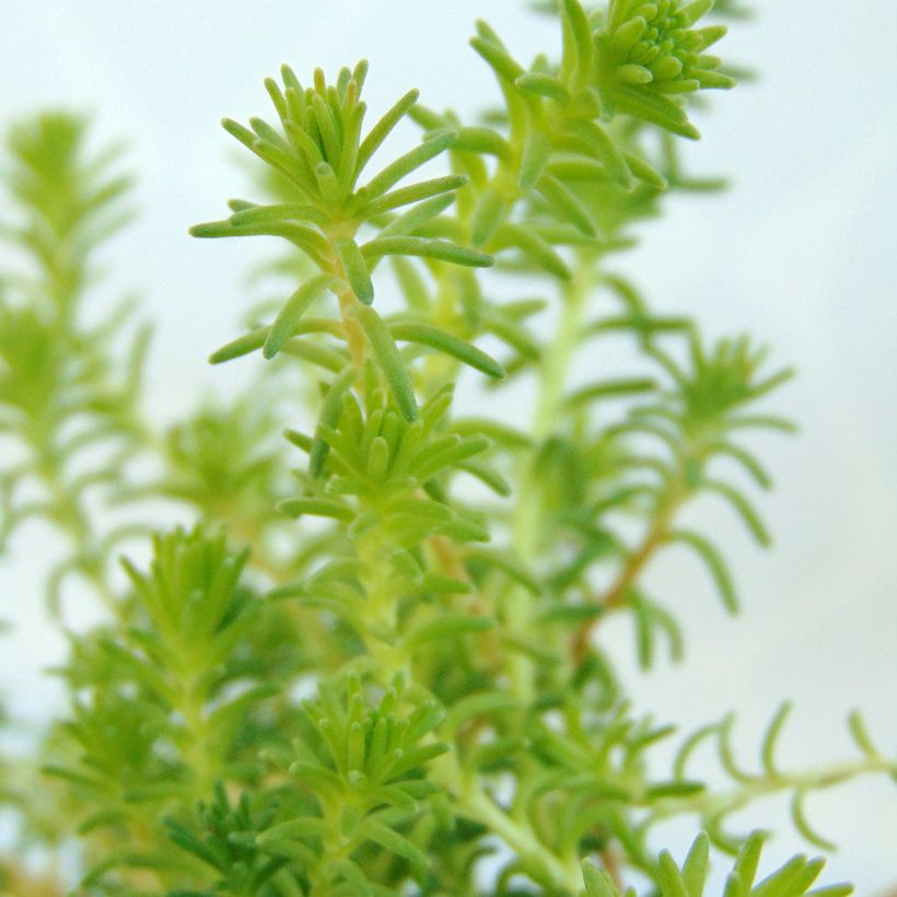 Sedum sexangulare - Borracina insipida (Fogliame)