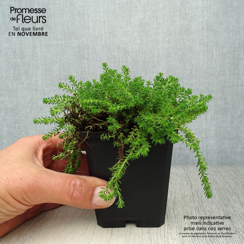 Esemplare di Sedum sexangulare - Borracina insipida Vasetto da 8/9 cm come consegnato in autunno