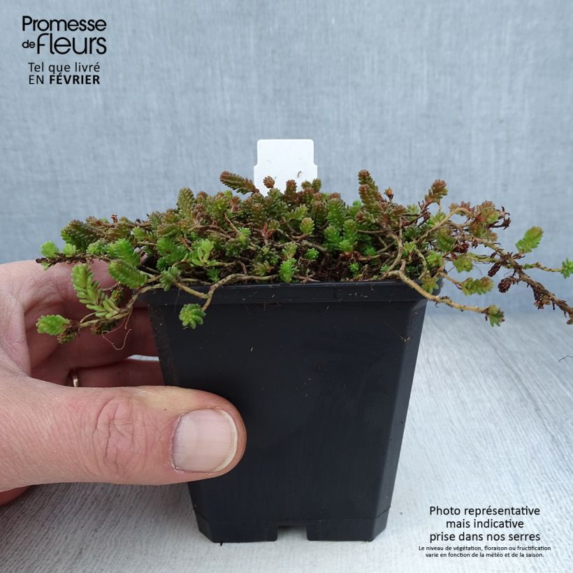 Sedum sexangulare - Borracina insipida Vasetto da 8/9 cm esemplare consegnato in inverno