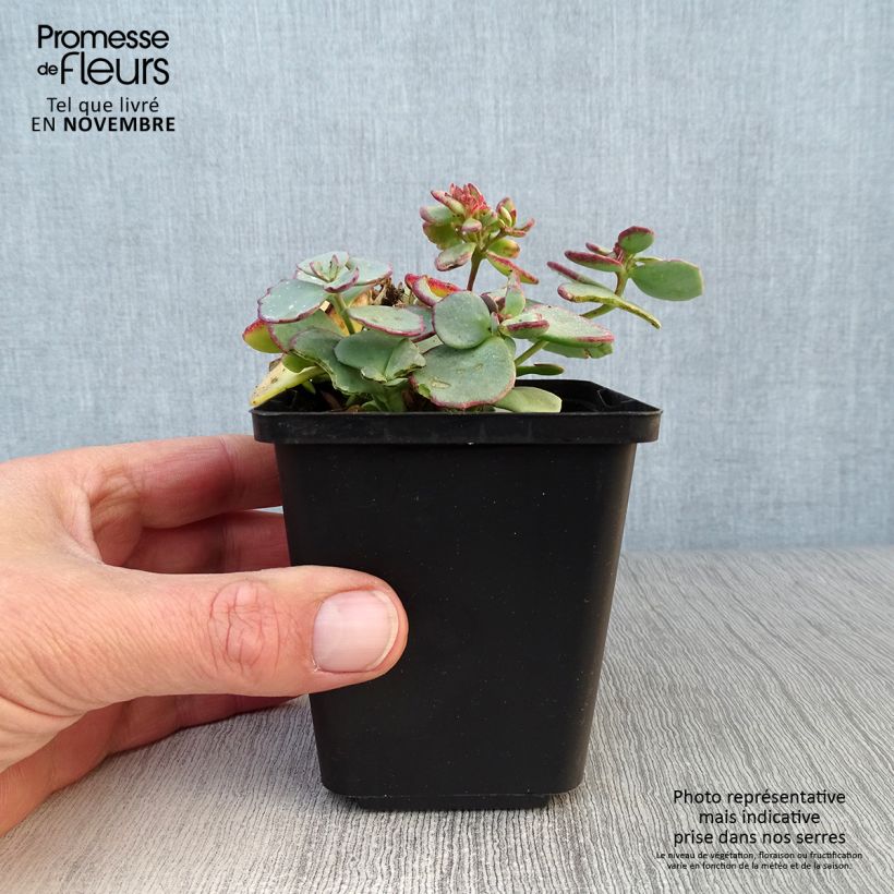 Esemplare di Sedum sieboldii sieboldii Vasetto da 8/9 cm come consegnato in autunno