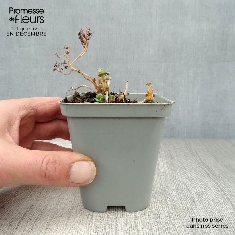 Sedum sieboldii sieboldii Vasetto da 8/9 cm esemplare consegnato in inverno