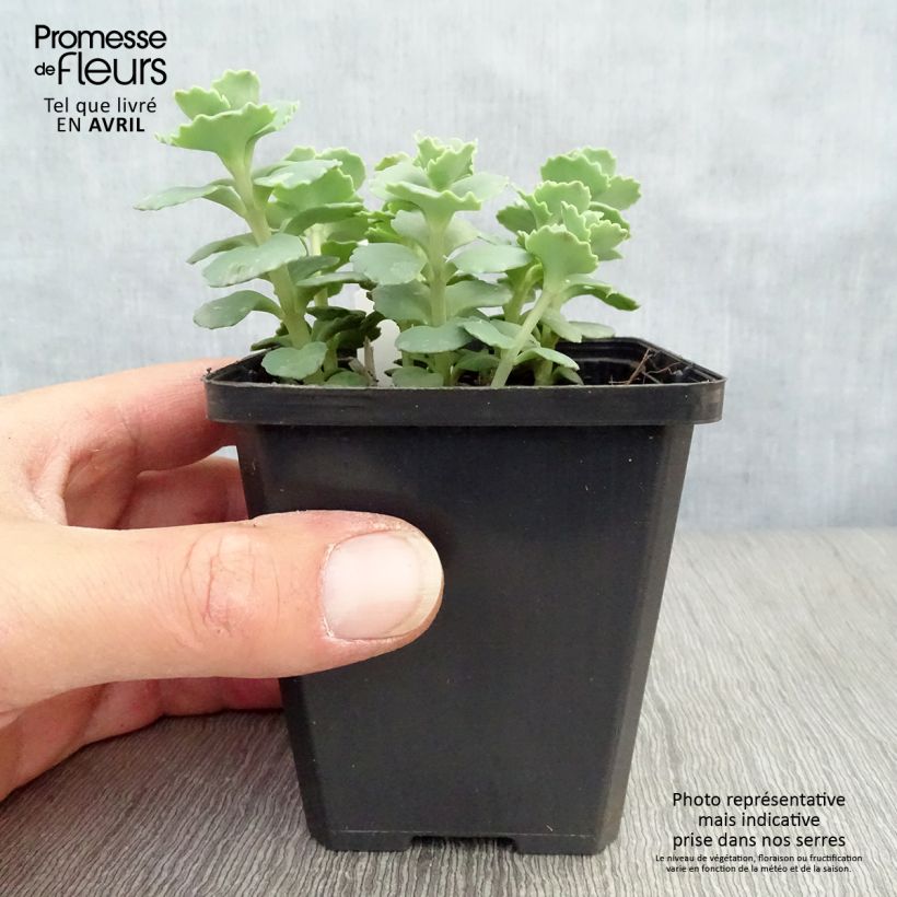 Sedum sieboldii sieboldii Vasetto da 8/9 cm esemplare consegnato in primavera