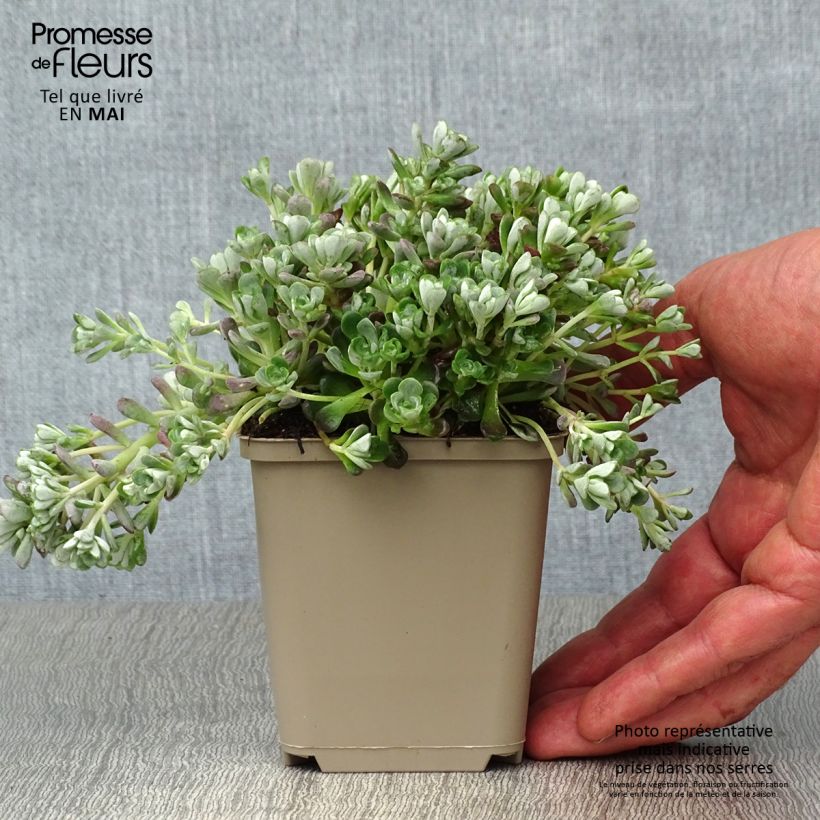 Sedum spathulifolium Cape Blanco Vasetto da 8/9 cm esemplare consegnato in primavera