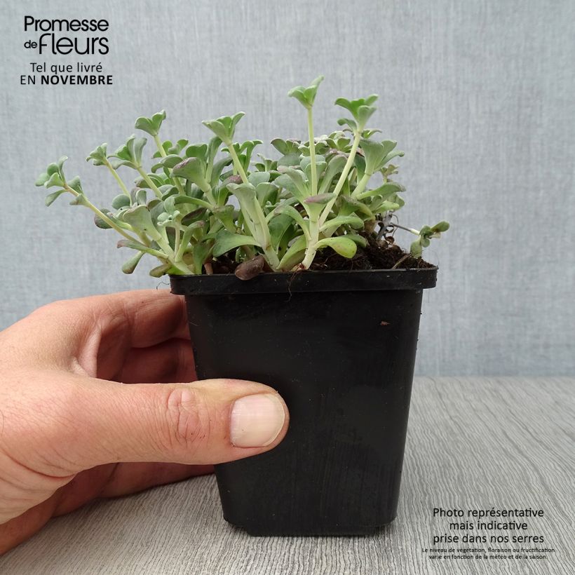 Esemplare di Sedum spathulifolium Purpureum Vasetto da 8/9 cm come consegnato in autunno