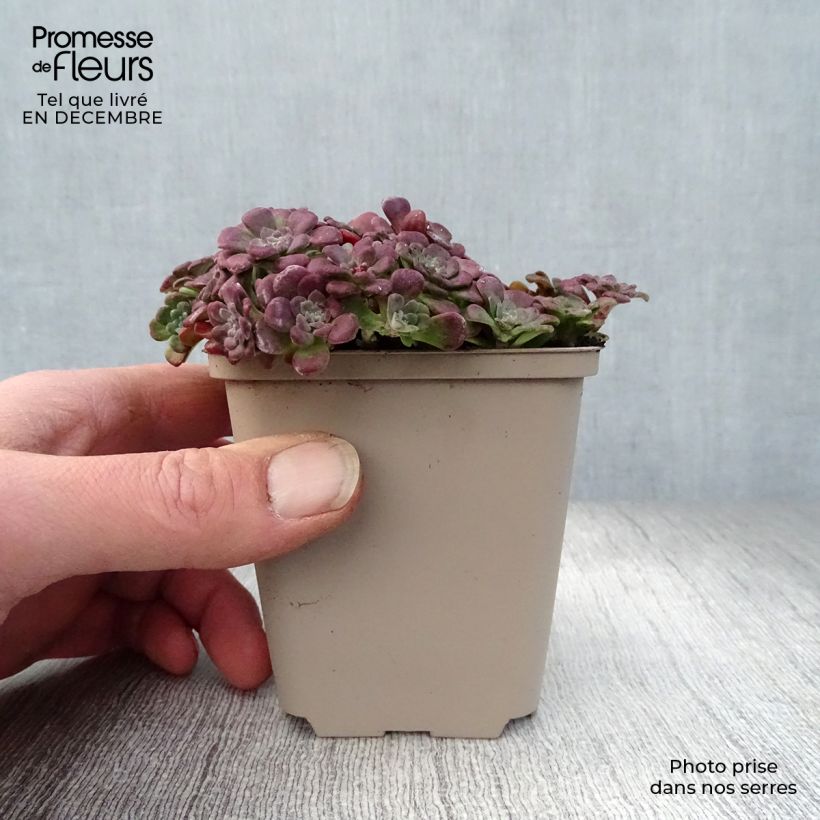 Sedum spathulifolium Purpureum Vasetto da 8/9 cm esemplare consegnato in inverno