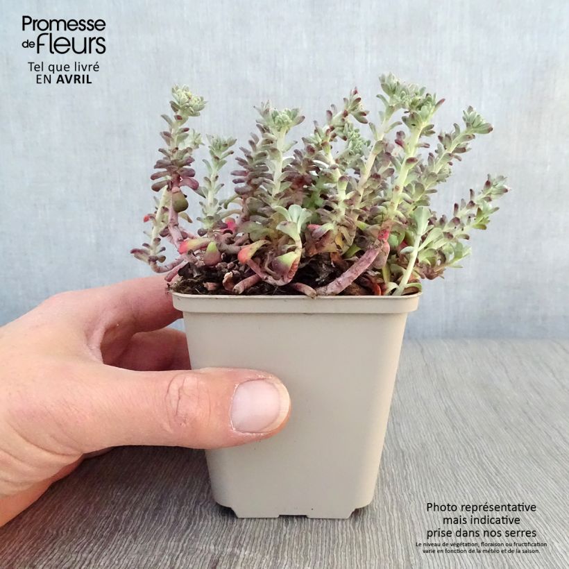Sedum spathulifolium Purpureum Vasetto da 8/9 cm esemplare consegnato in primavera