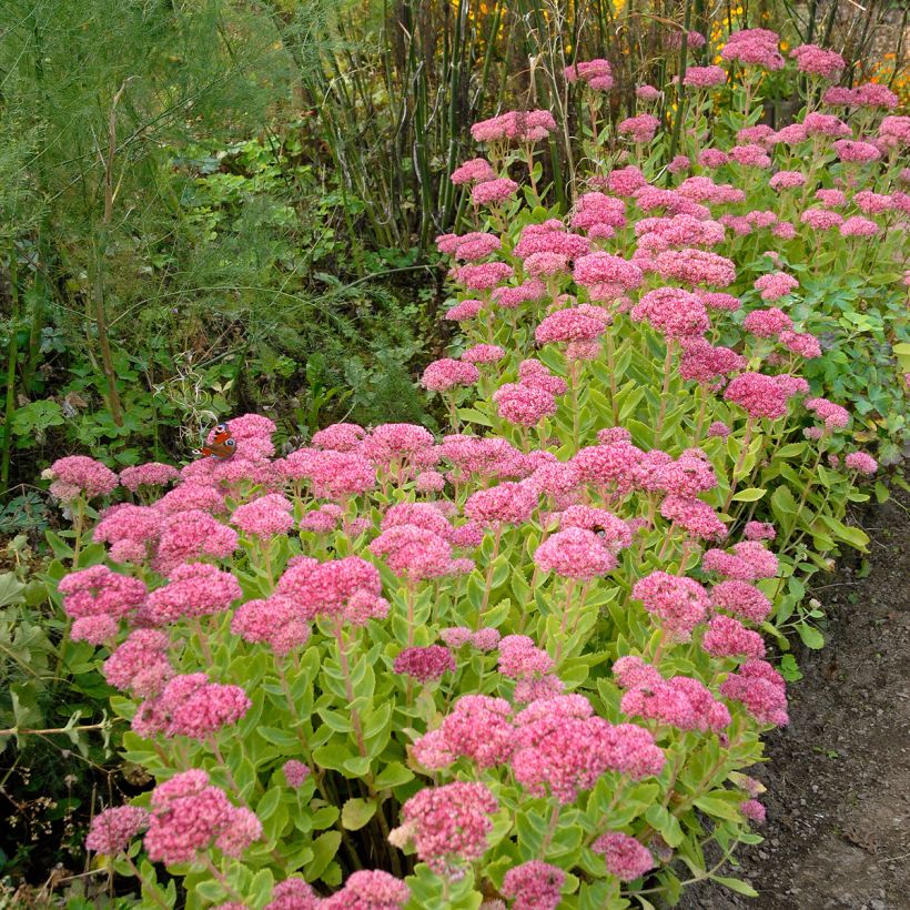 Sedum spectabile Brilliant - Borracina (Porto)