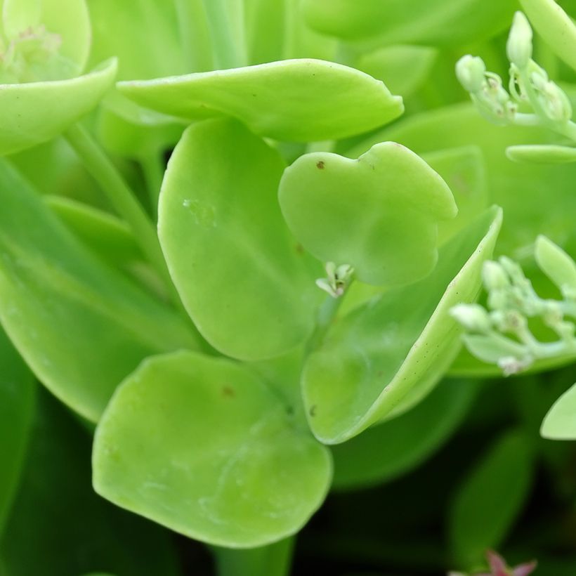 Sedum spectabile Brilliant - Borracina (Fogliame)